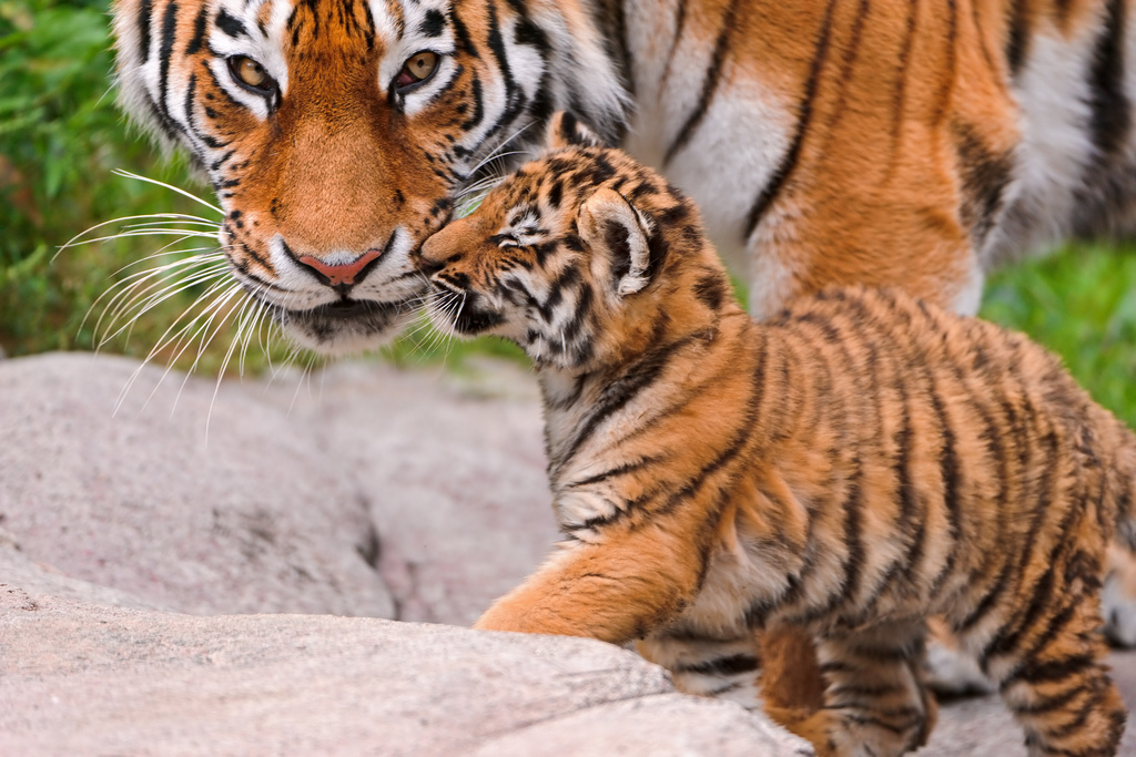 cute baby tiger and mom