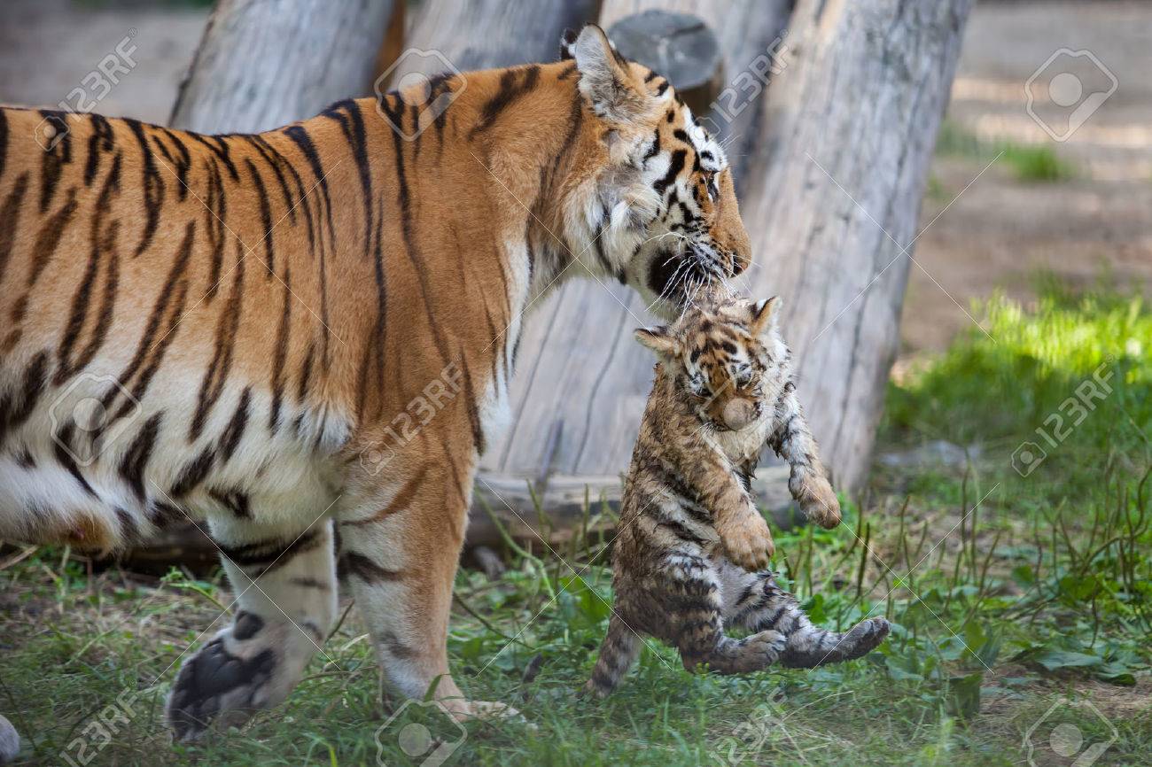 cute baby tiger and mom